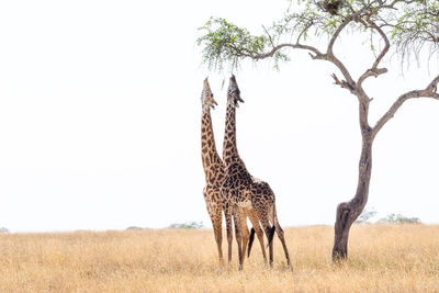 Giraffe standing on grass against clear sky