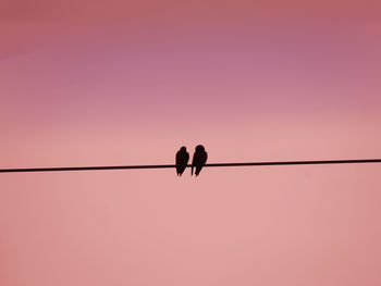 Low angle view of silhouette birds perching on cable against sky