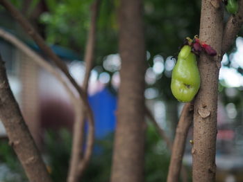 Close-up of apple growing on tree