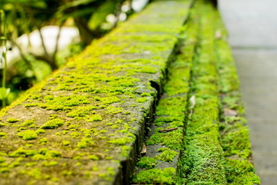 Close-up of moss growing on wood
