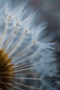 Close up of the dandelion seed in springtime