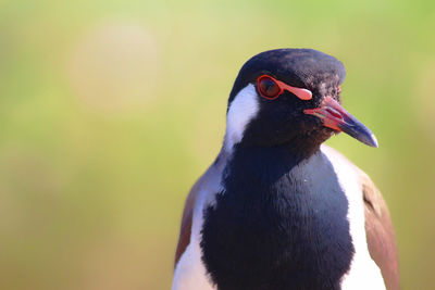 Close-up of penguin against blurred background