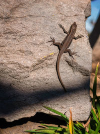 Lizard on the rock. madeira island. portugal.