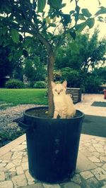Cat relaxing in backyard