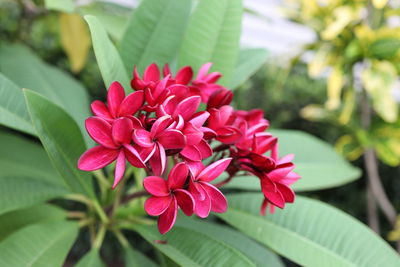 Close-up of pink flowering plant