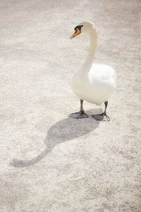 Swan on water