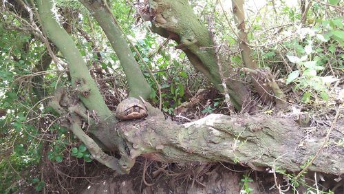 Squirrel on tree trunk