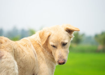 Side view of golden retriever on field