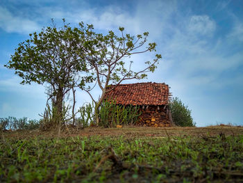 Plant growing on field by house against sky