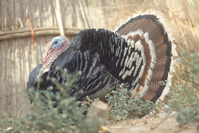 Close-up of eagle