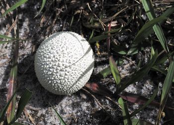 Close-up of plant growing on ground