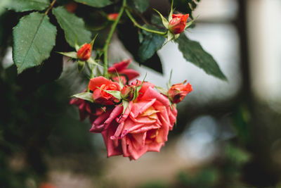 Close-up of red rose flower