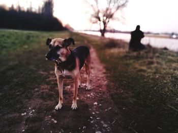 Dog walking in a field