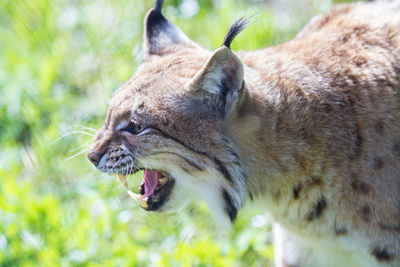 Close-up of angry lynx on field