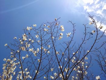 Low angle view of tree against blue sky