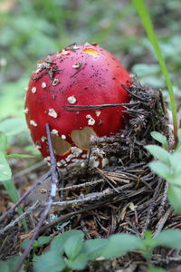 Close-up of fly agaric mushroom on field