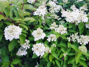 Close-up of white flowering plants