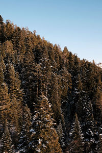 Low angle view of trees against sky during winter