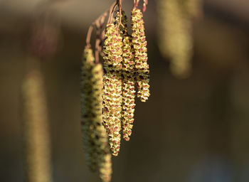 Close-up of wilted flower hanging on tree