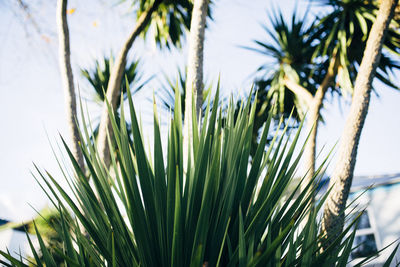 Close-up of plants