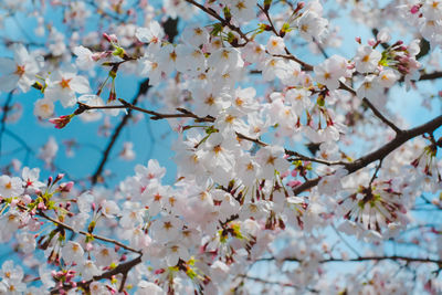 Low angle view of cherry blossoms in spring