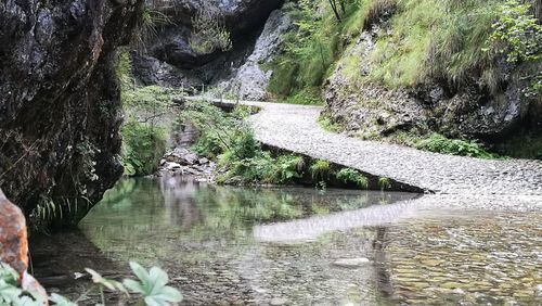 River amidst trees