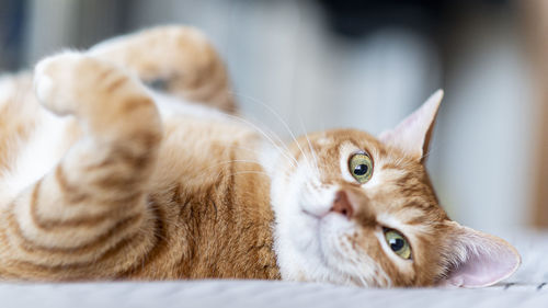 Close-up of a cat lying down