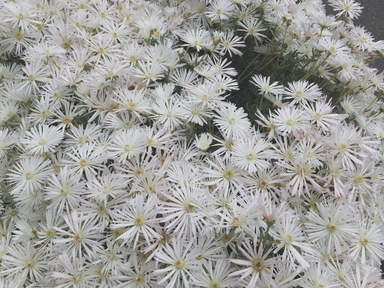 White Album