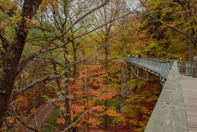 Bridge in forest during autumn