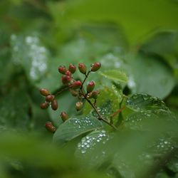 Close-up of raindrops on plant