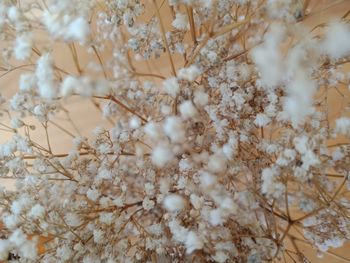 Full frame shot of white flowering plant