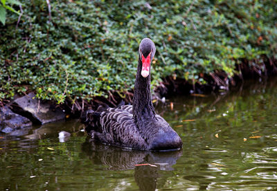 Black swans swimming in lake
