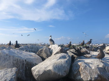 Seagulls flying over rocks against sky