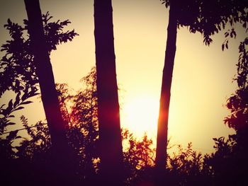 Low angle view of silhouette trees against sky during sunset