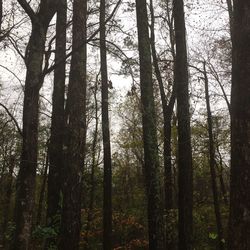 Trees in forest