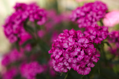 Close-up of pink flowering plant