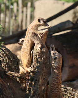 Lizard on a wood