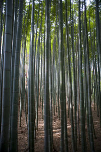 Bamboo trees in forest