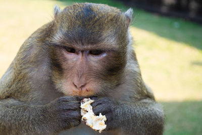 Close-up of dog eating in zoo