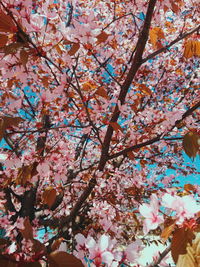 Low angle view of cherry blossom tree