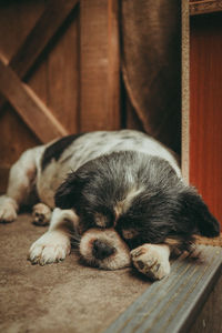 Close-up of puppy sleeping on the floor