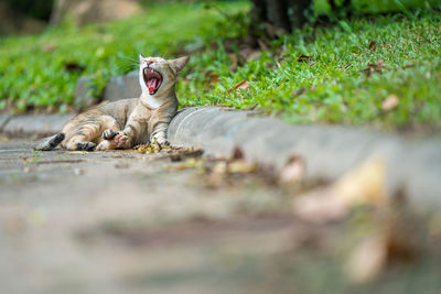 Cat yawning