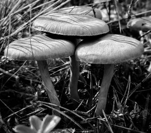 Close-up of mushroom growing on field