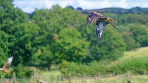 Bird flying over a field