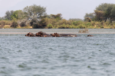 View of hippos swimming in river