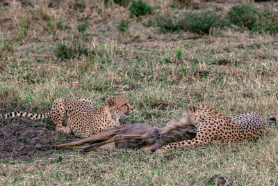 Cat relaxing in grass