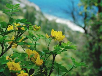 Close-up of yellow flowering plant
