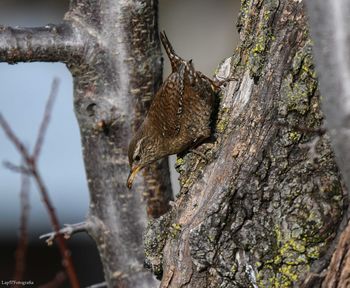 Close-up of squirrel on tree trunk