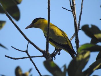 Low angle view of bird perching on branch