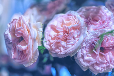 Close-up of pink roses